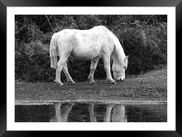 Grey Mare New Forest Framed Mounted Print by Tim O'Brien