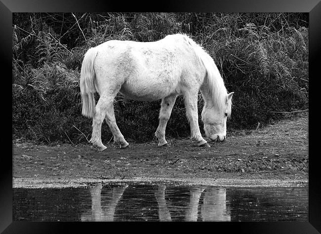 Grey Mare New Forest Framed Print by Tim O'Brien