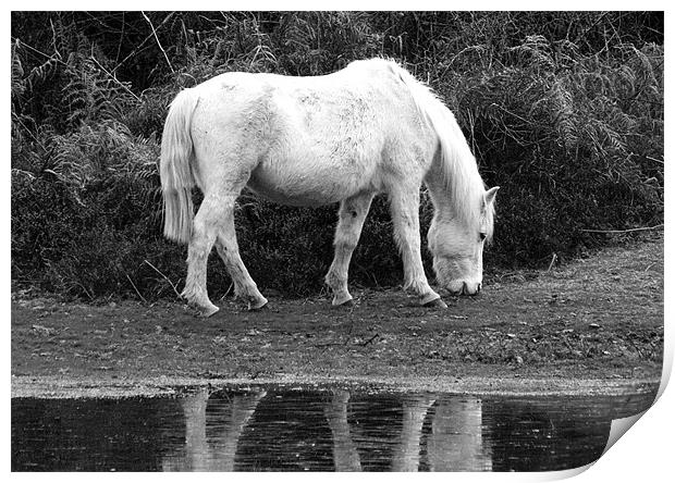 Grey Mare New Forest Print by Tim O'Brien