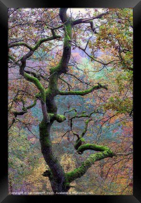 Autumn on The Edge Framed Print by Ian Haworth
