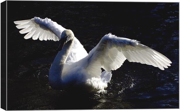 Swan Drying wings Canvas Print by Tim O'Brien