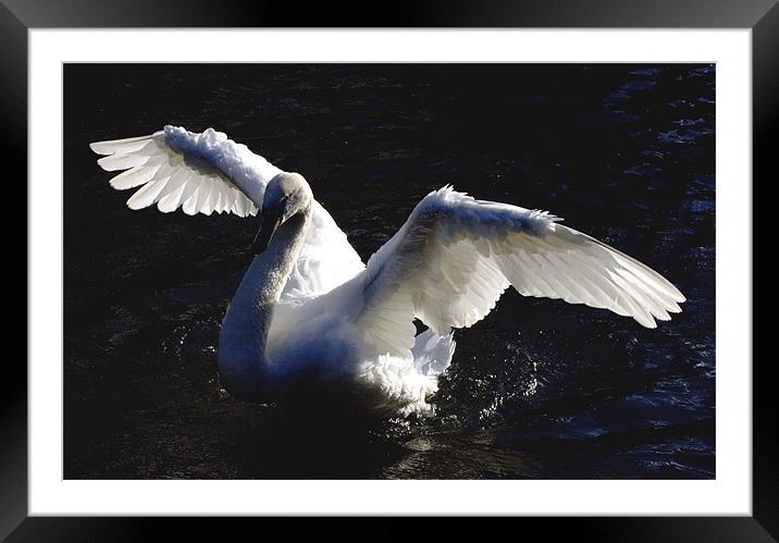 Swan Drying wings Framed Mounted Print by Tim O'Brien