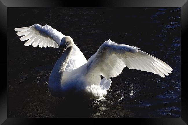 Swan Drying wings Framed Print by Tim O'Brien