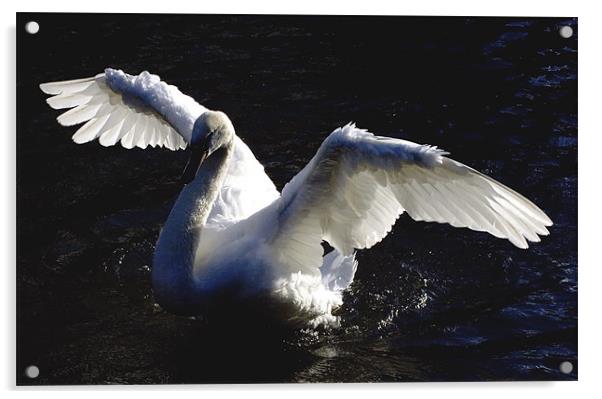 Swan Drying wings Acrylic by Tim O'Brien