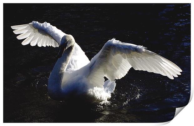 Swan Drying wings Print by Tim O'Brien