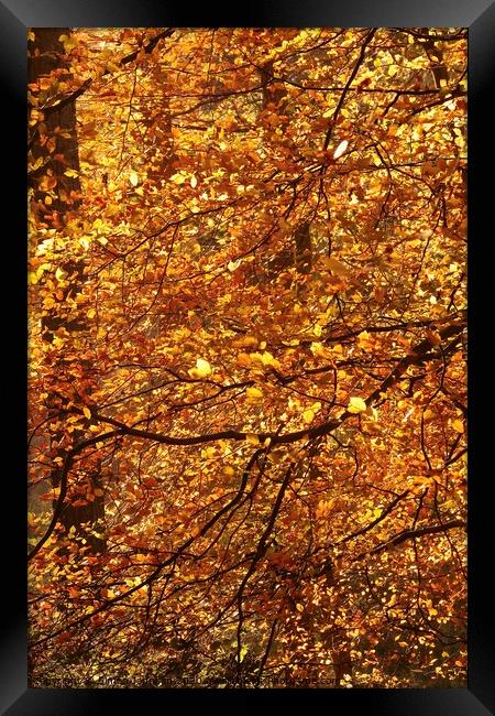 sunlit Beech woodland Framed Print by Simon Johnson