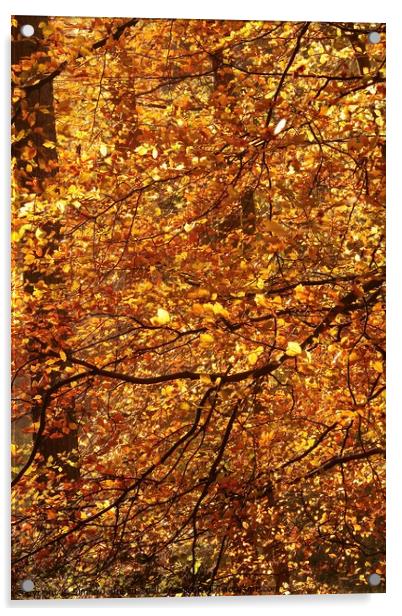 sunlit Beech woodland Acrylic by Simon Johnson