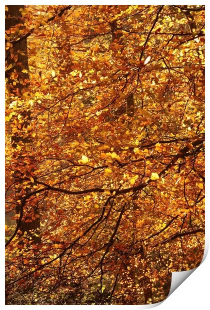 sunlit Beech woodland Print by Simon Johnson