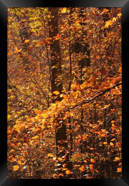 Sunlit Beech leaves Framed Print by Simon Johnson