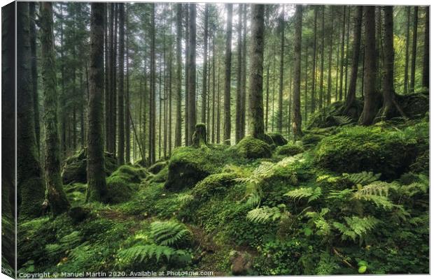 Dreamy Forest Canvas Print by Manuel Martin