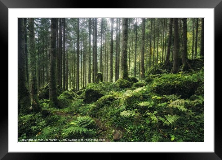 Dreamy Forest Framed Mounted Print by Manuel Martin