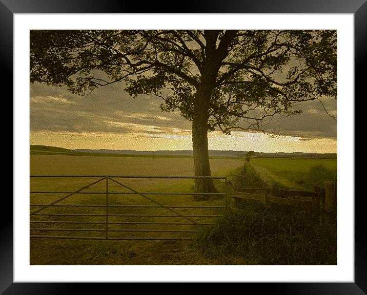 Tree and Field Framed Mounted Print by Tim O'Brien