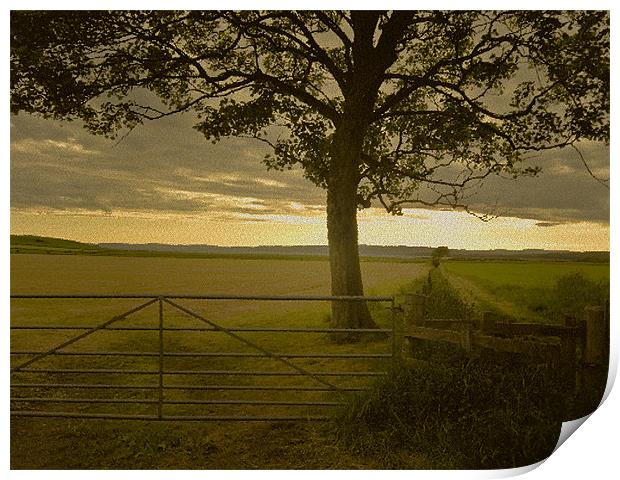 Tree and Field Print by Tim O'Brien