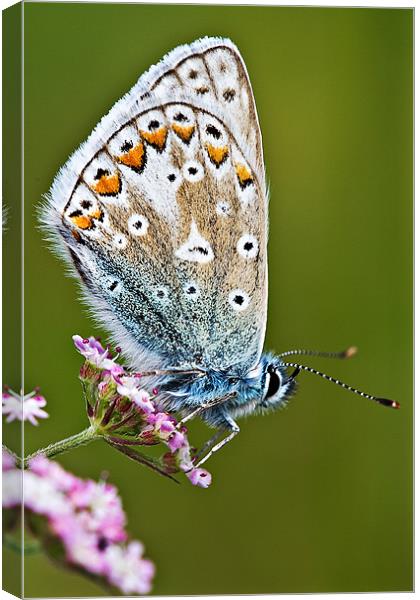 Common Blue Butterfly Canvas Print by David Lewins (LRPS)