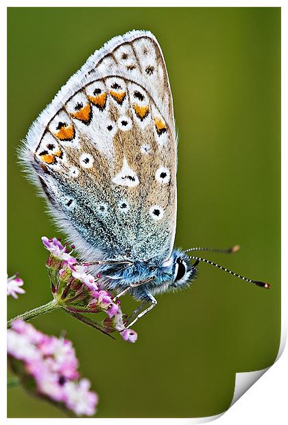 Common Blue Butterfly Print by David Lewins (LRPS)