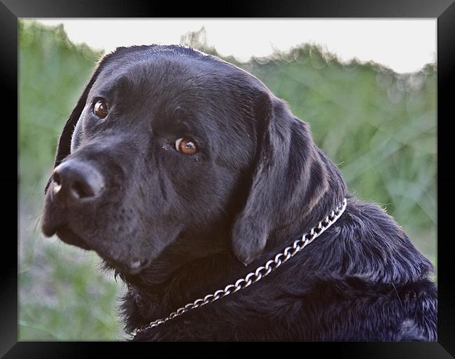 Labradore Retriever Framed Print by Irina Walker