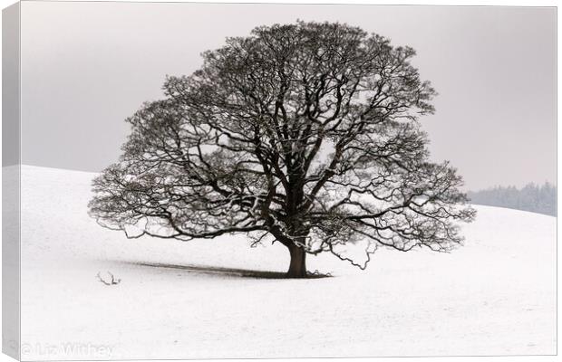 Winter Tree, Dallam Park Canvas Print by Liz Withey