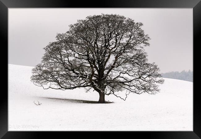 Winter Tree, Dallam Park Framed Print by Liz Withey