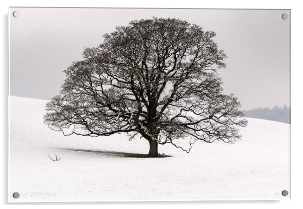 Winter Tree, Dallam Park Acrylic by Liz Withey