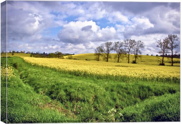 View across fields at Hanningfield, Essex, UK. Rapeseed crop in fields with a treeline on the horizon. Canvas Print by Peter Bolton