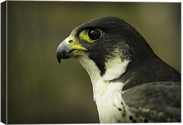 PEREGRINE FALCON Canvas Print by Anthony R Dudley (LRPS)