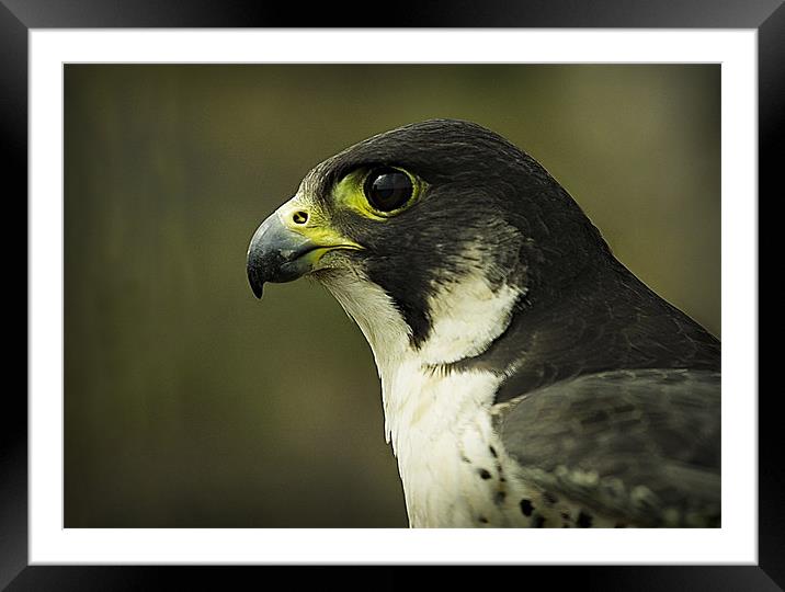 PEREGRINE FALCON Framed Mounted Print by Anthony R Dudley (LRPS)