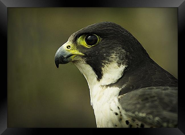 PEREGRINE FALCON Framed Print by Anthony R Dudley (LRPS)