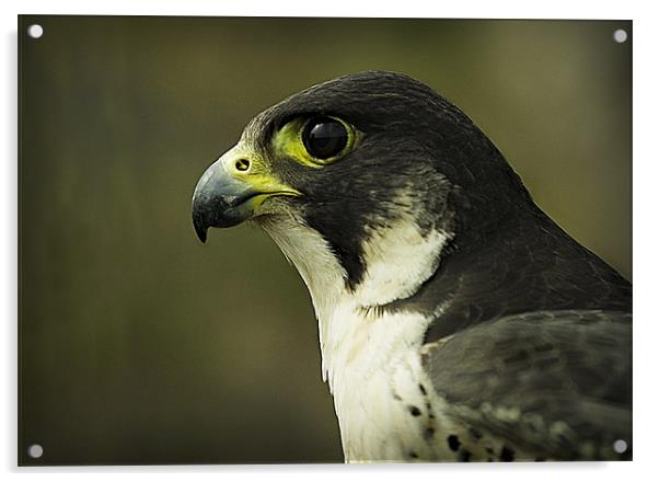 PEREGRINE FALCON Acrylic by Anthony R Dudley (LRPS)
