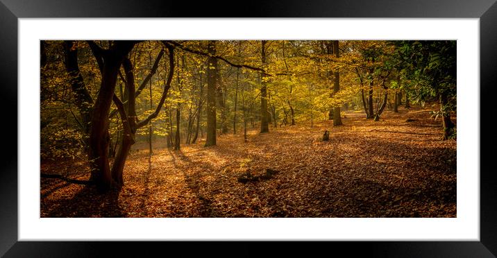 Autumn Forest Framed Mounted Print by Mark Harrop