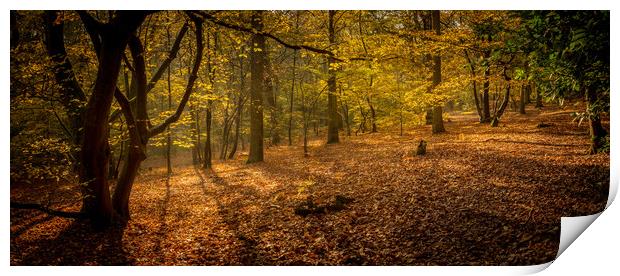 Autumn Forest Print by Mark Harrop