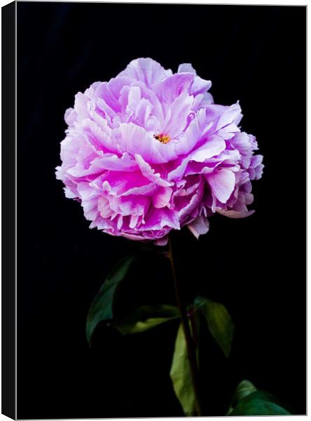'Paeonia officialis'. Flower on a black background. Canvas Print by Peter Bolton