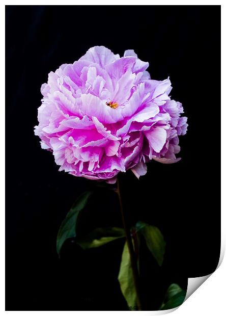'Paeonia officialis'. Flower on a black background. Print by Peter Bolton