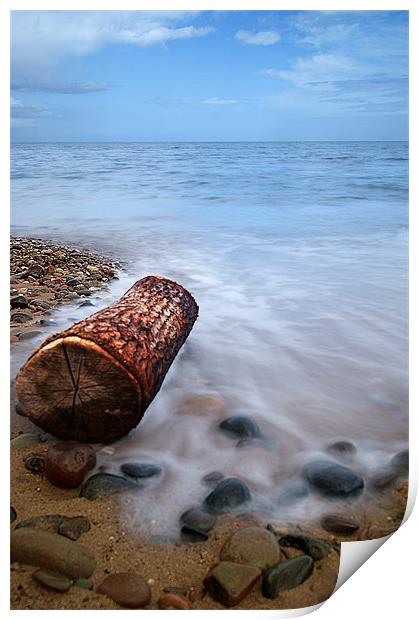 Drift wood beached Print by Keith Thorburn EFIAP/b