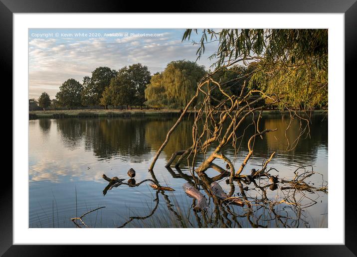 Old tree branches catch the morning light Framed Mounted Print by Kevin White
