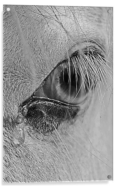 The crying pony Acrylic by Craig Coleran