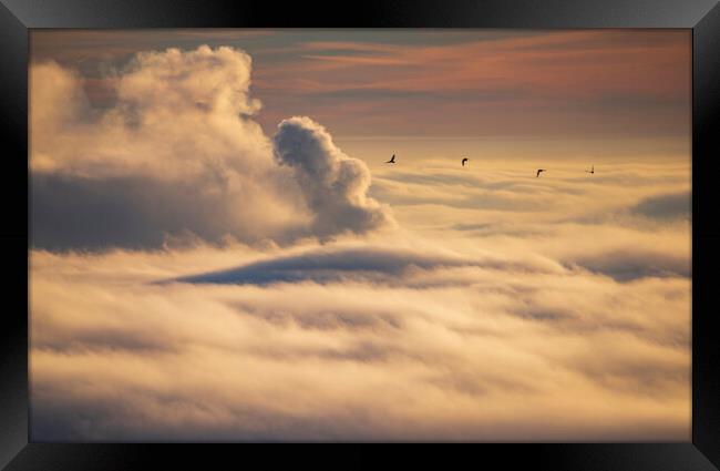 Birds flying over an inversion at sunrise Framed Print by John Finney