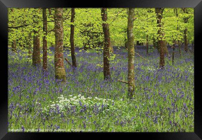 Belts Wood (Lanhydrock) Framed Print by Andrew Ray