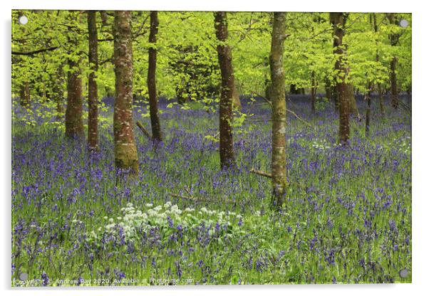 Belts Wood (Lanhydrock) Acrylic by Andrew Ray
