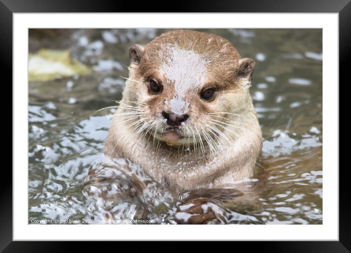 the playful otter Framed Mounted Print by carl blake