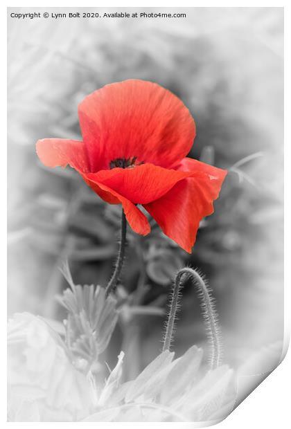 Poppy Print by Lynn Bolt