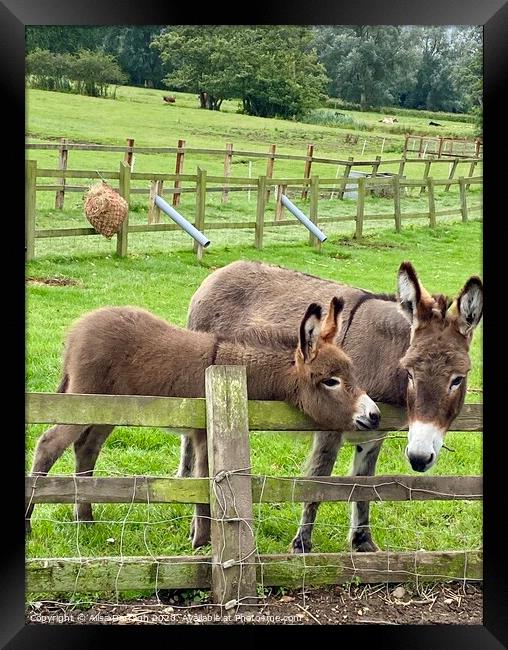 Donkeys at Easton Farm Park Framed Print by Ailsa Darragh