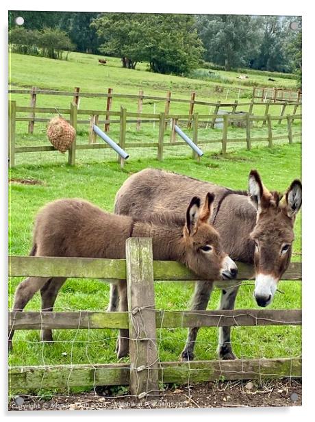 Donkeys at Easton Farm Park Acrylic by Ailsa Darragh