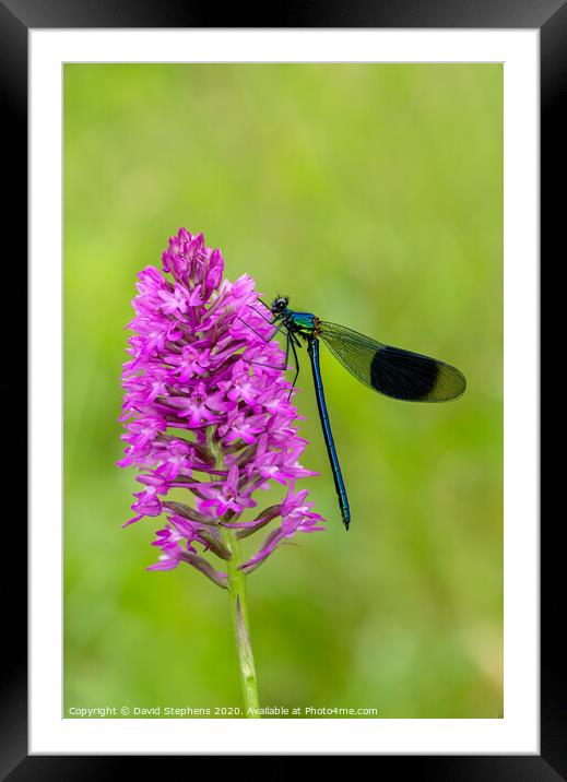 Banded Demoiselle damselfly and orchid Framed Mounted Print by David Stephens