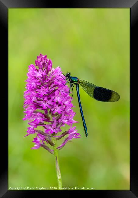Banded Demoiselle damselfly and orchid Framed Print by David Stephens