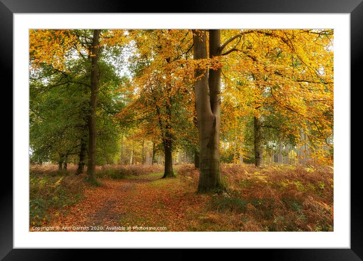 Autumn Glow On The Chase Framed Mounted Print by Ann Garrett