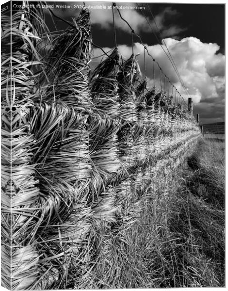Windswept Fence Canvas Print by David Preston