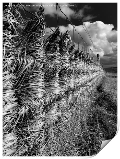 Windswept Fence Print by David Preston