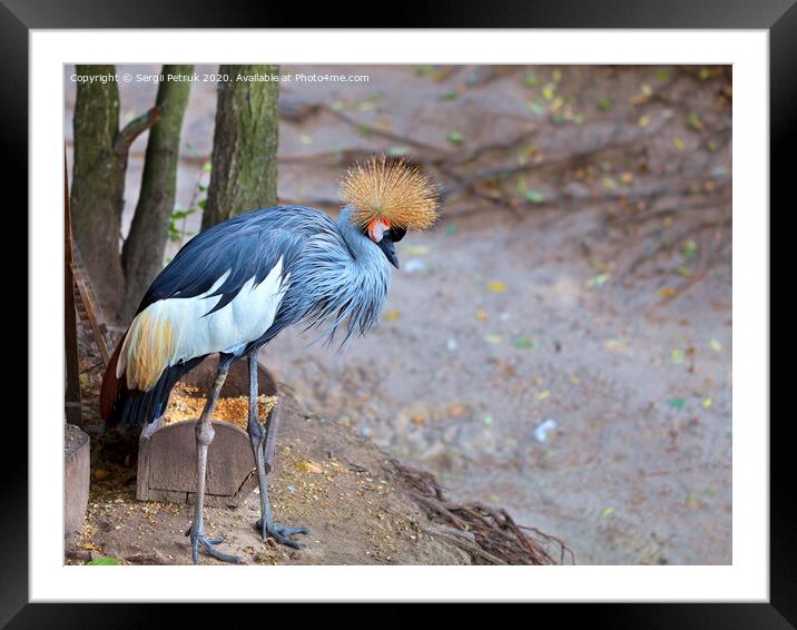 View and profile view of a gray crowned crane Framed Mounted Print by Sergii Petruk