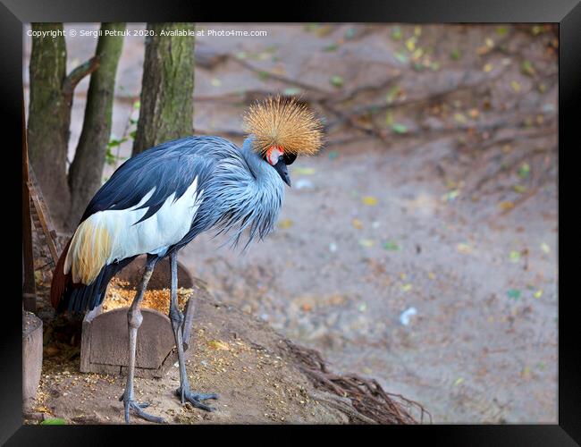 View and profile view of a gray crowned crane Framed Print by Sergii Petruk