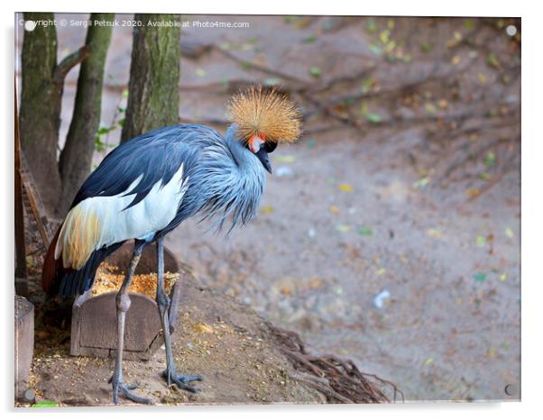 View and profile view of a gray crowned crane Acrylic by Sergii Petruk
